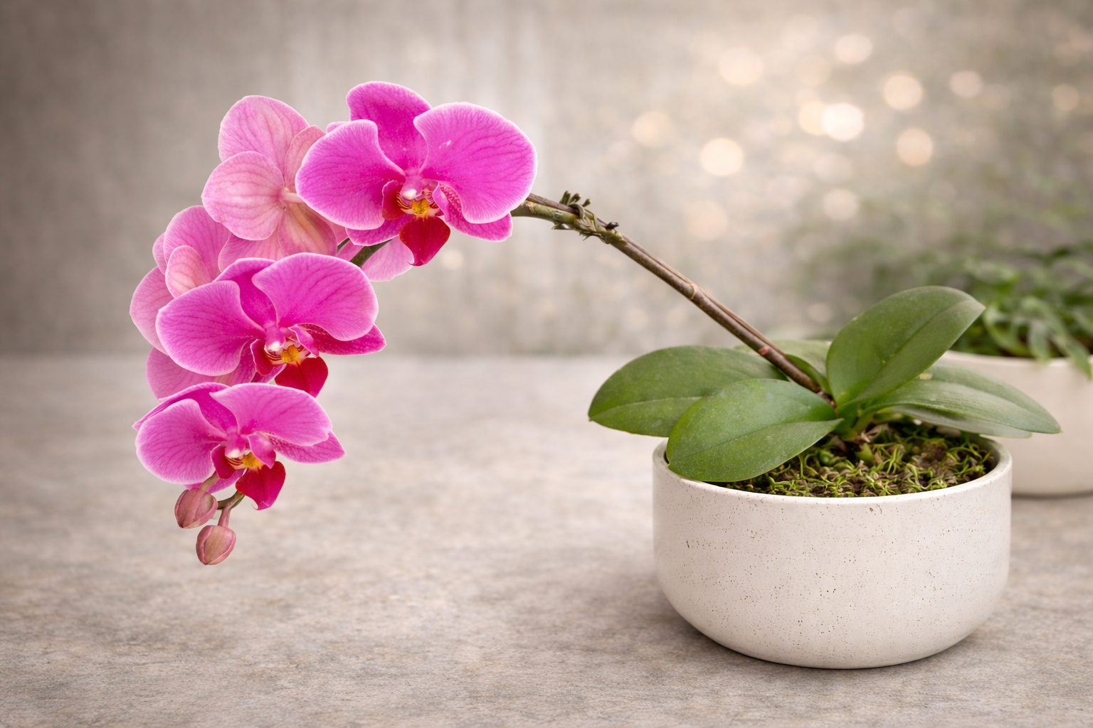 Pink Phalaenopsis Orchid